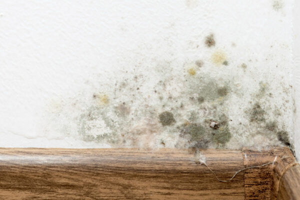 humidité et moisissure sur un mur